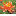 Glowing Lily Icon favicon