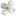 dogwood petal 32x32 favicon